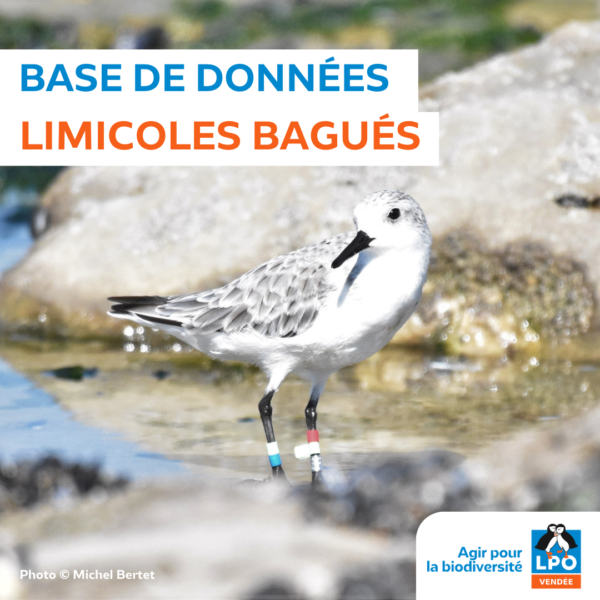 Base de données limicoles bagués