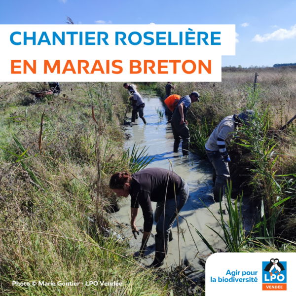Travaux sur les roselières en Marais breton et en Marais poitevin