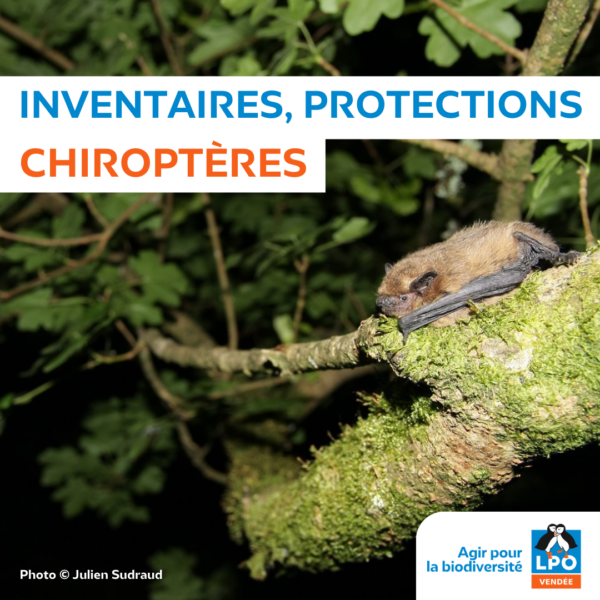Chiroptères – inventaires et protections