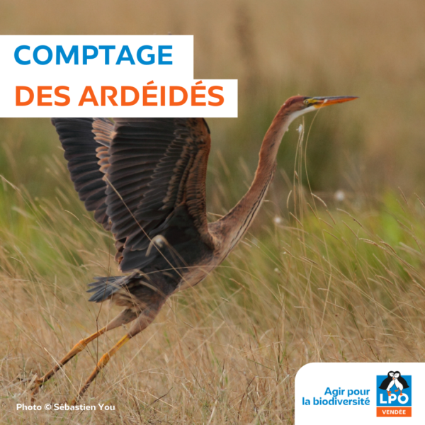 Comptage des ardéidés