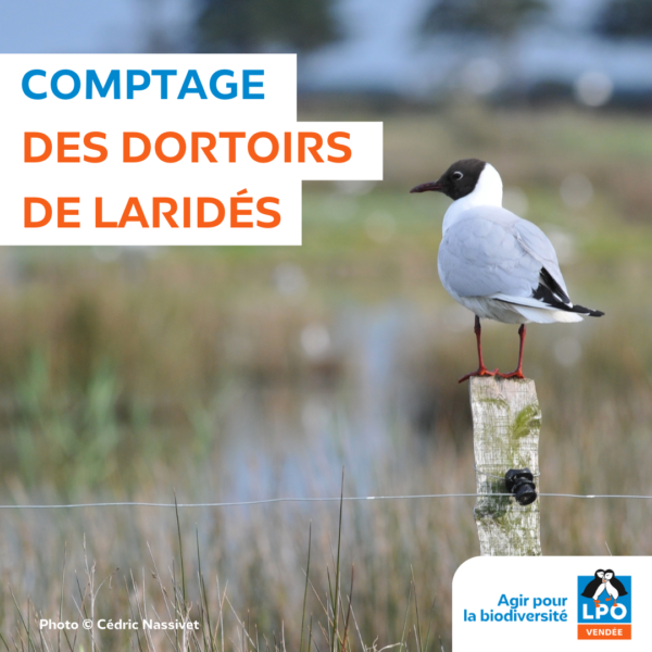 Comptage des dortoirs de Laridés