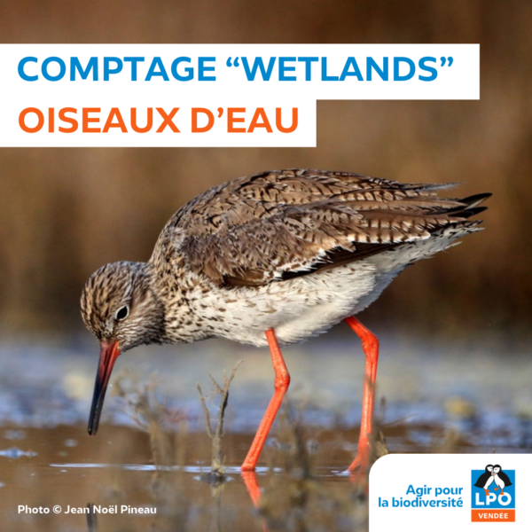 Comptage des oiseaux d’eau de la mi-janvier “Wetlands”