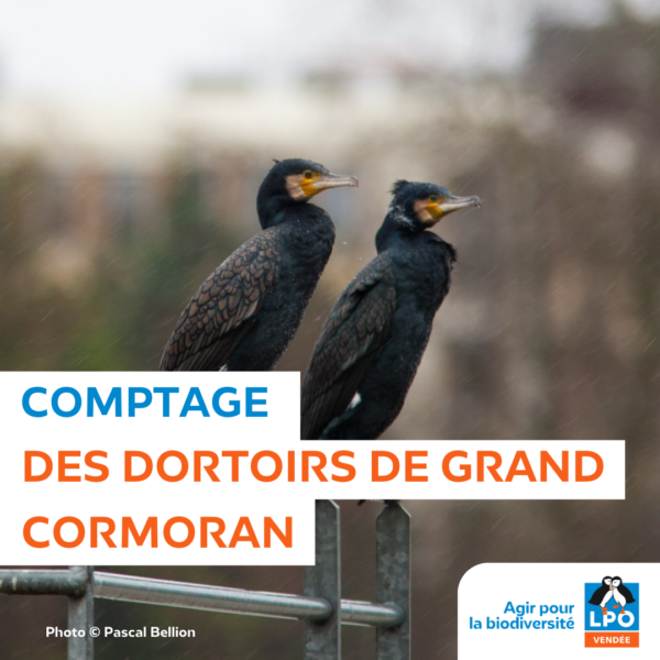 Comptage des dortoirs des cormorans