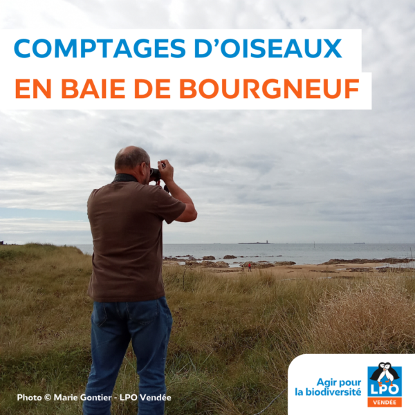 Comptages des oiseaux d’eau en Baie de Bourgneuf