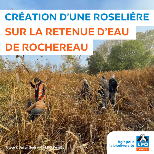 Création d’une roselière sur la retenue d’eau de Rochereau