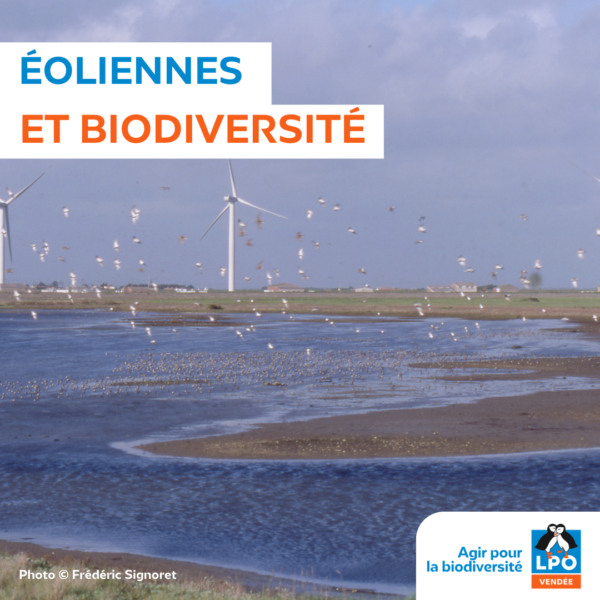 Eoliennes et biodiversité