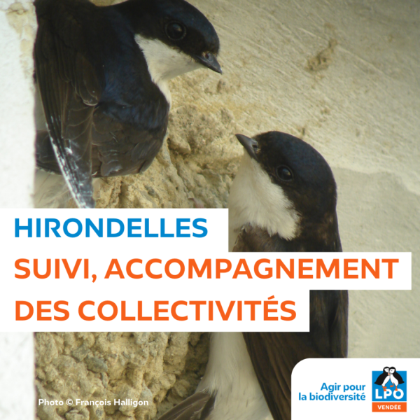 Hirondelles : suivi des populations et accompagnement des collectivités
