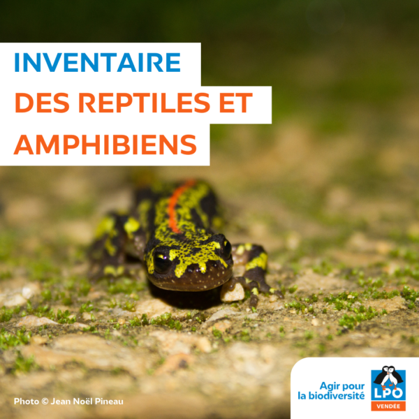 Inventaire des reptiles et amphibiens