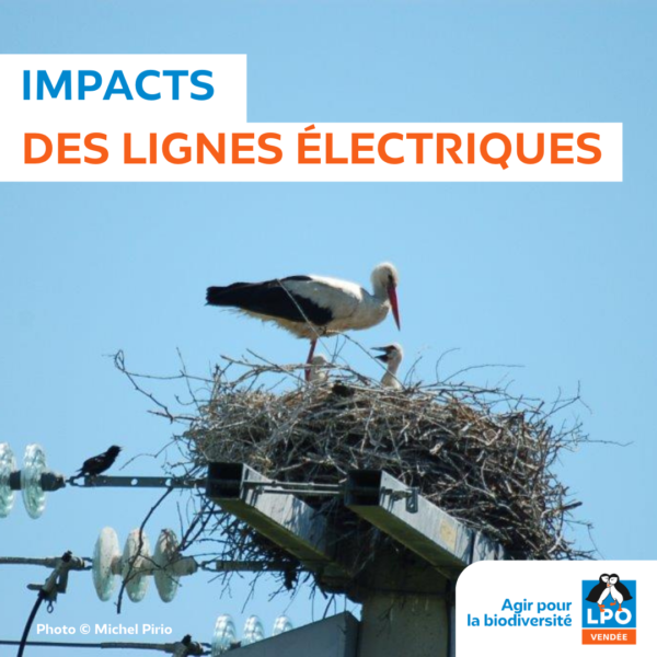 Lignes électriques