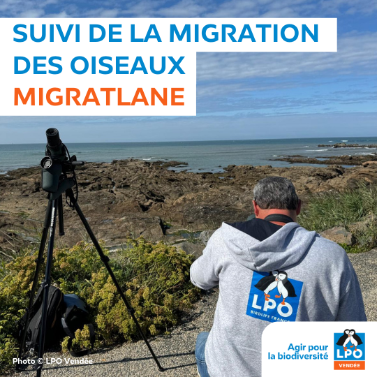 Suivi de la migration “Migratlane”