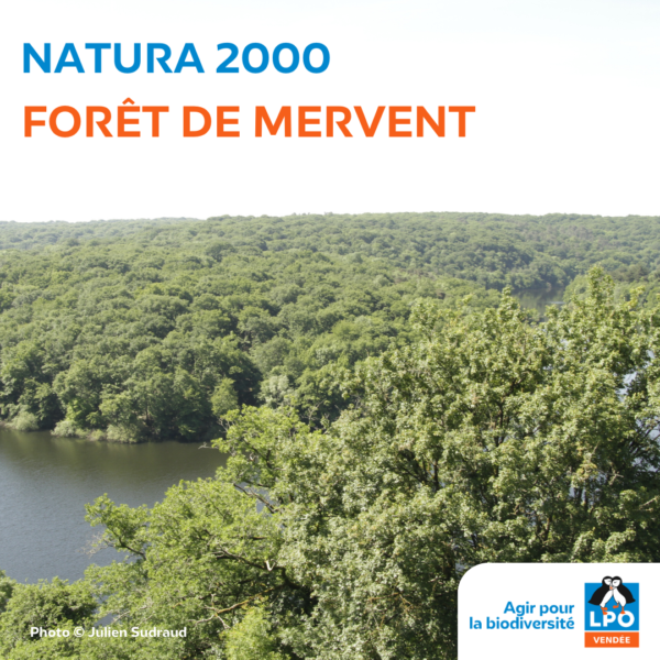 Natura 2000 Forêt de Mervent
