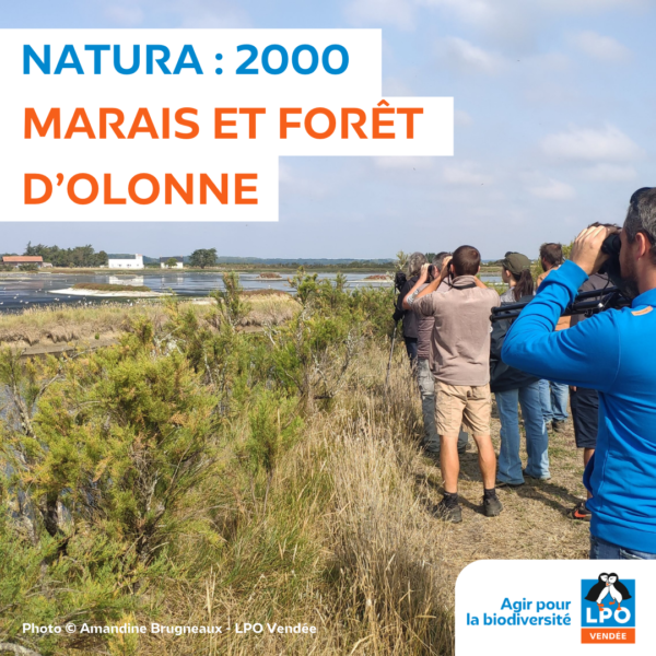 Natura 2000 : Marais et forêt d’Olonne