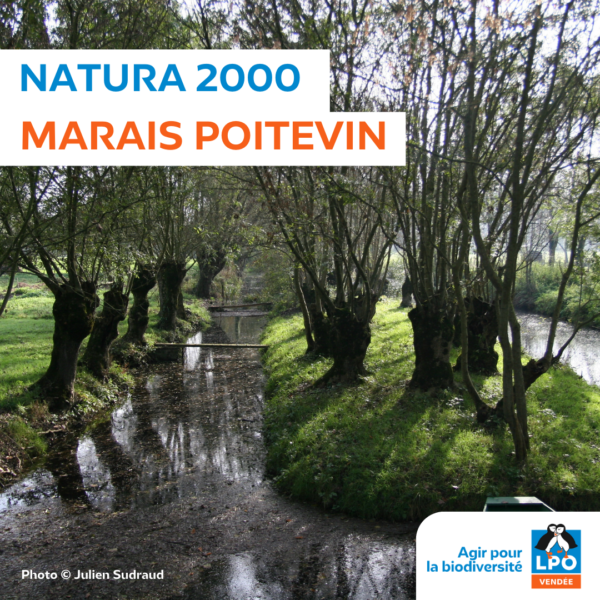 Natura 2000 Marais poitevin