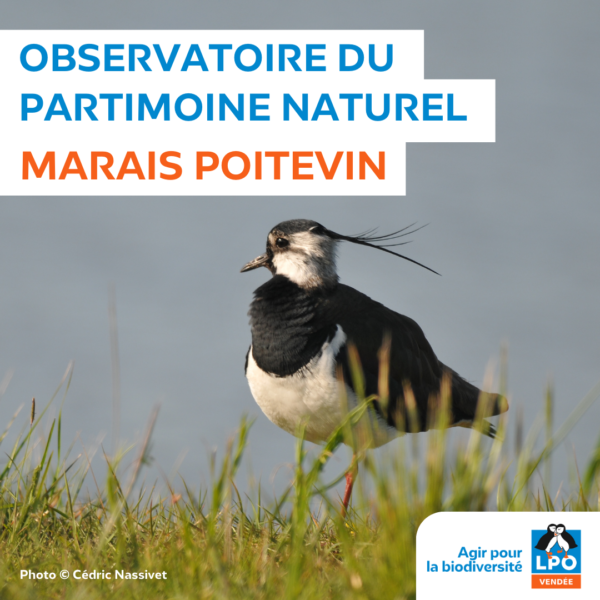 Observatoire du patrimoine naturel du Marais poitevin (OPN Marais poitevin)