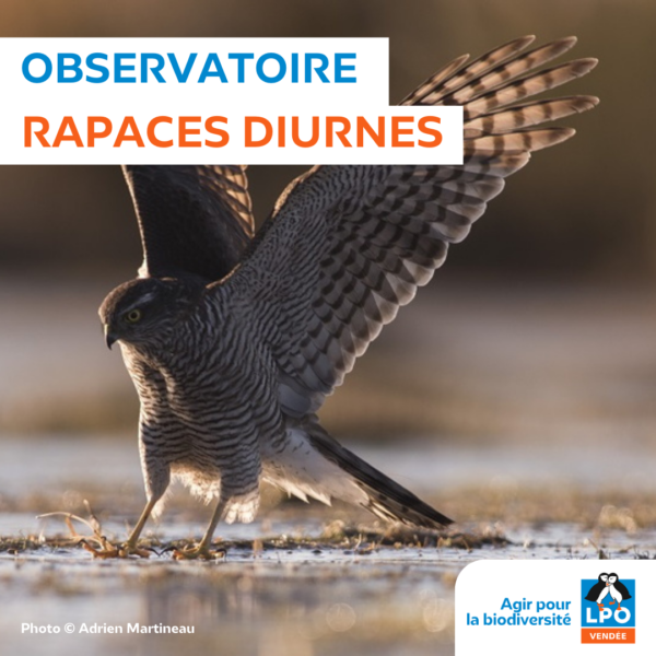Observatoire rapaces diurnes