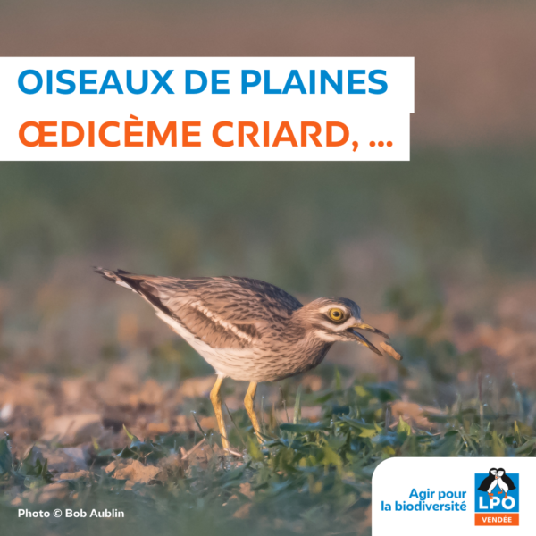 Oiseaux de Plaine (oedicnèmes criards, …)