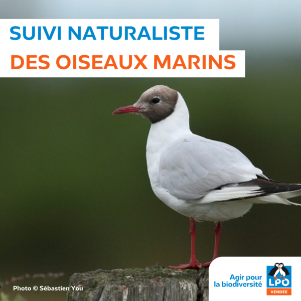 Oiseaux marins nicheurs