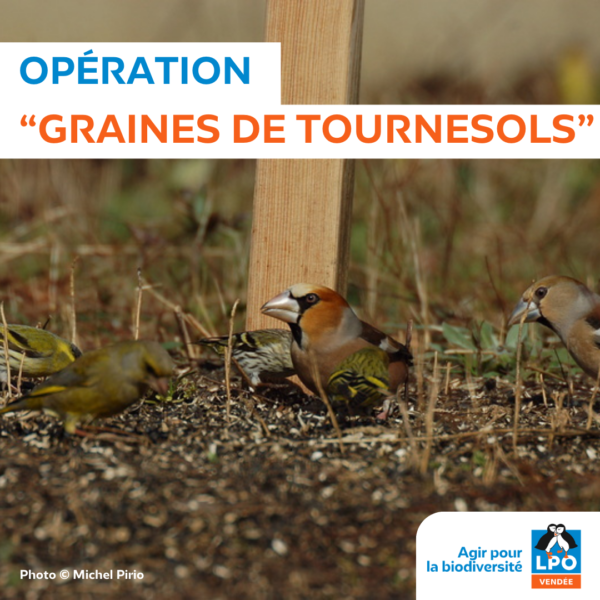 Opération “graines de tournesol”
