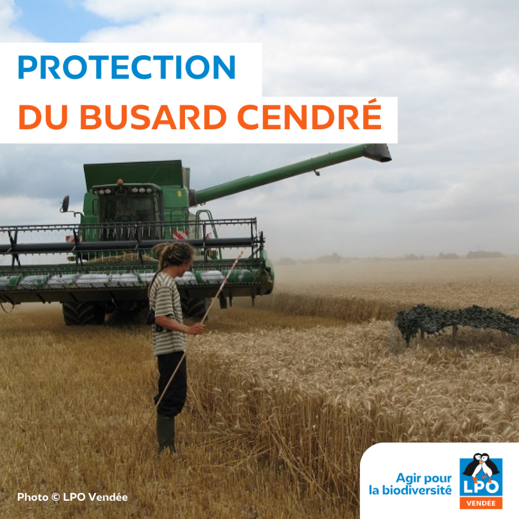 Protection Du Busard Cendré En Sud Vendée Photo © Lpo Vendée