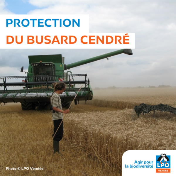 Protection du Busard cendré dans le sud Vendée