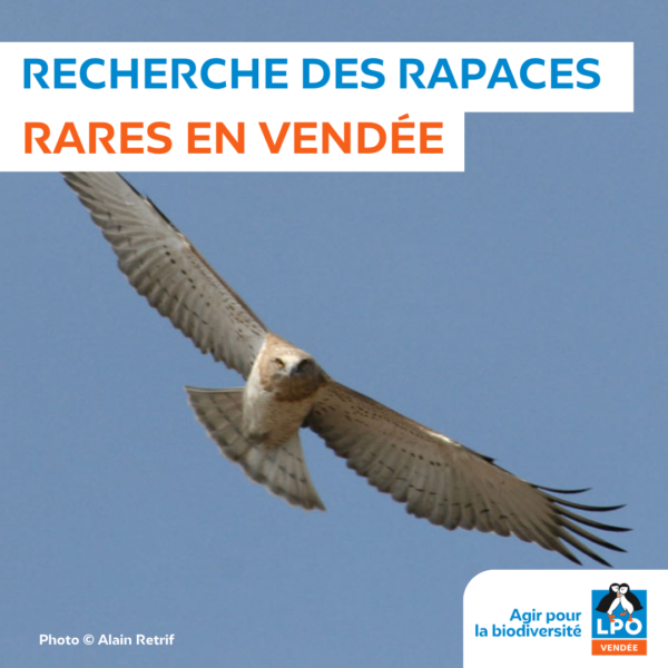 Recherche des rapaces rares en Vendée