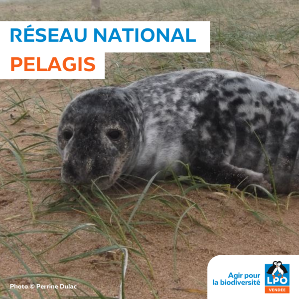 Réseau national des échouages de mammifères marins (PELAGIS)
