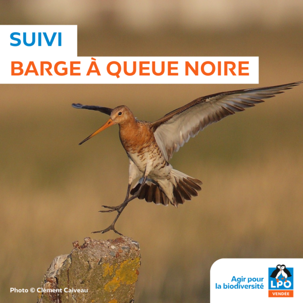 Suivis Barge à queue noire