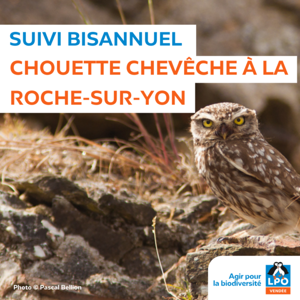 Suivi bisannuel de la Chouette Chevêche à La Roche-sur-Yon