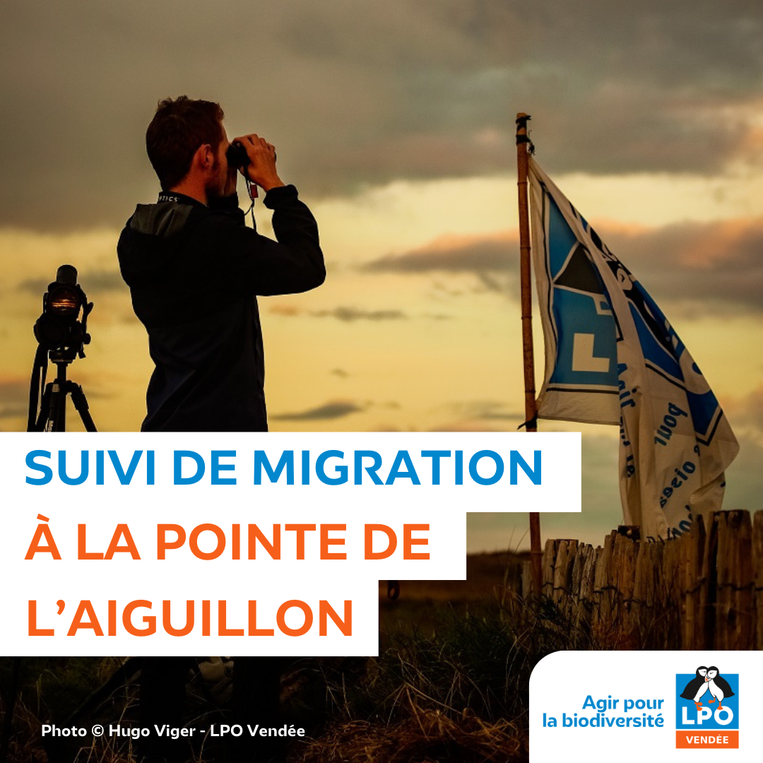 Suivi De La Migration Des Oiseaux à La Pointe De L'aiguillon Photo © Hugo Viger Lpo Vendée