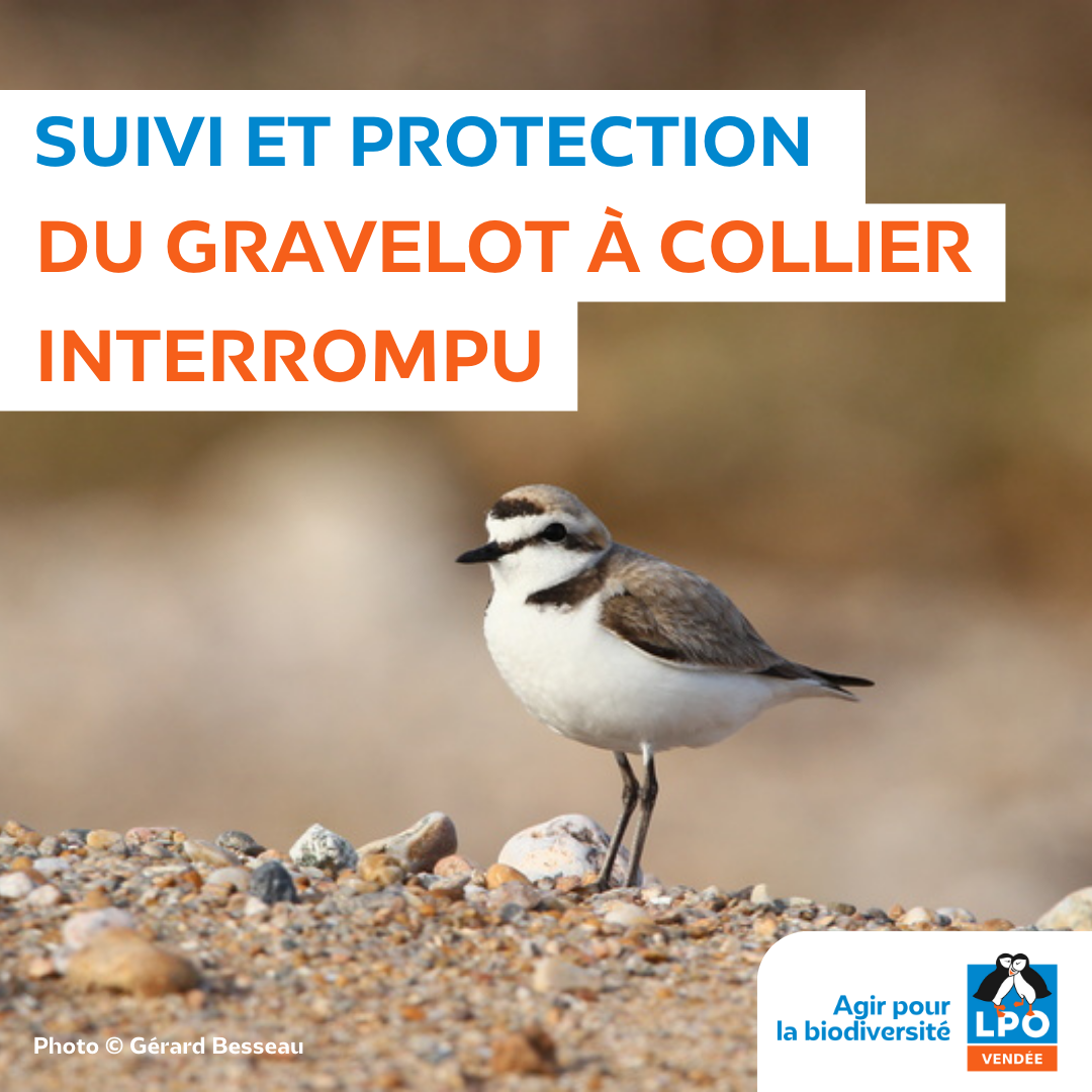 Suivi De La Nidification Et Protection Du Gravelot à Collier Interrompu Photo © Gérard Besseau