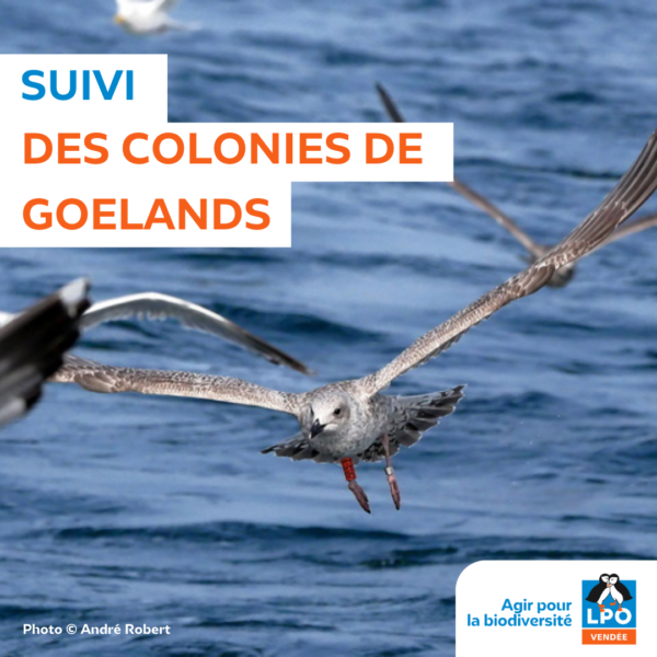 Suivi des colonies de goélands