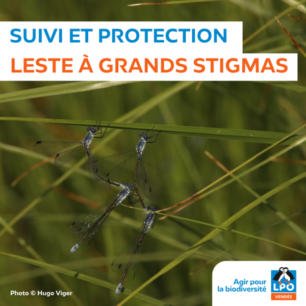 Suivi et protection du Leste à grands stigmas