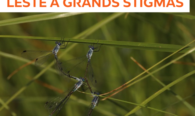 Lestes et palets