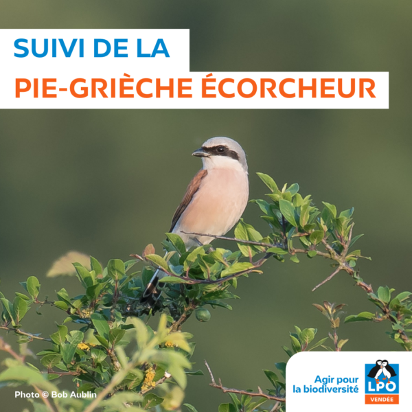 Suivi Pie-grièche écorcheur