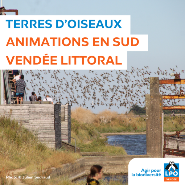 Terres d’oiseaux – animations en Sud Vendée Littoral