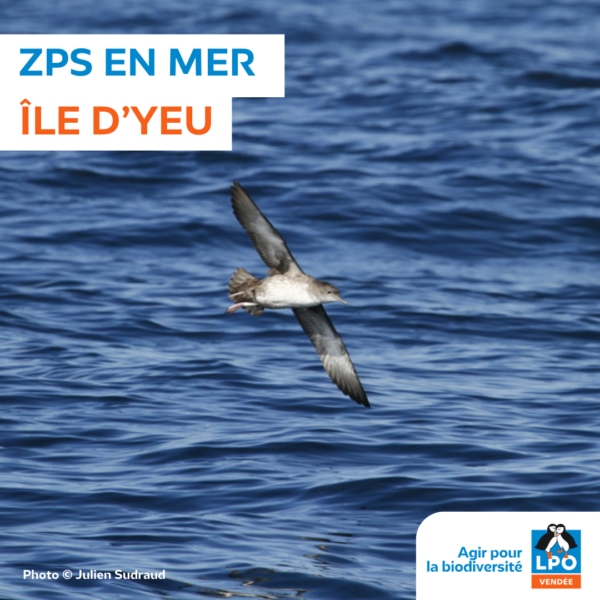 ZPS en mer Ile d’Yeu