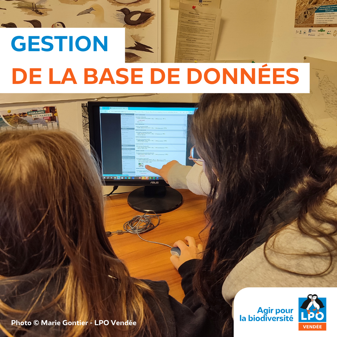 Gestion De La Base De Données Photo © Marie Gontier Lpo Vendée