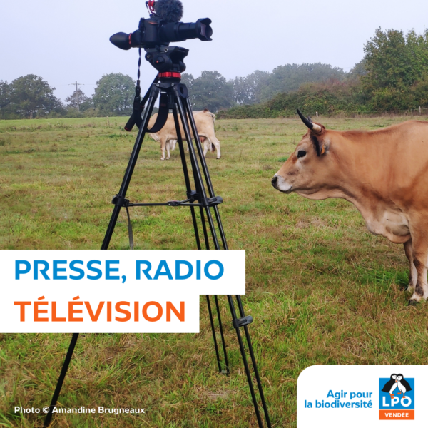 Presse, radio, TV