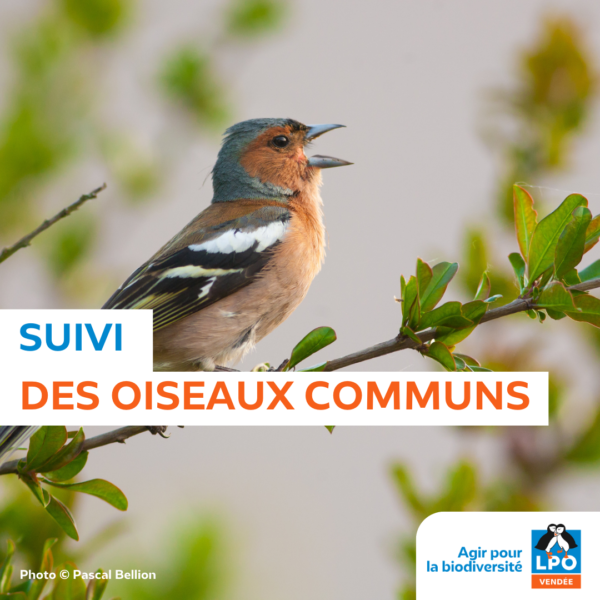 Suivi des oiseaux communs (SHOC – STOC EPS)