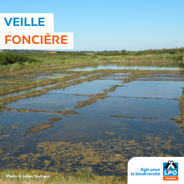 Veille foncière