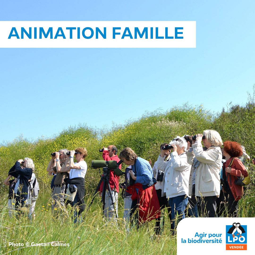 Animation famille