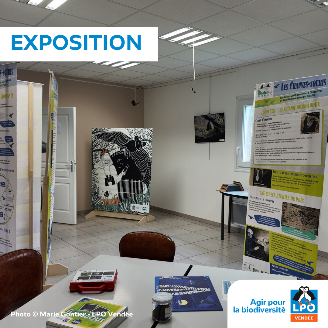 Exposition