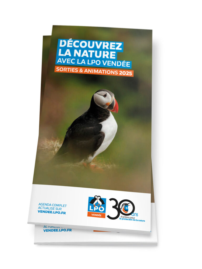 Programme des sorties 2025 de la LPO Vendée : Photo de la couverture : Macareux moine © Julien Sudraud