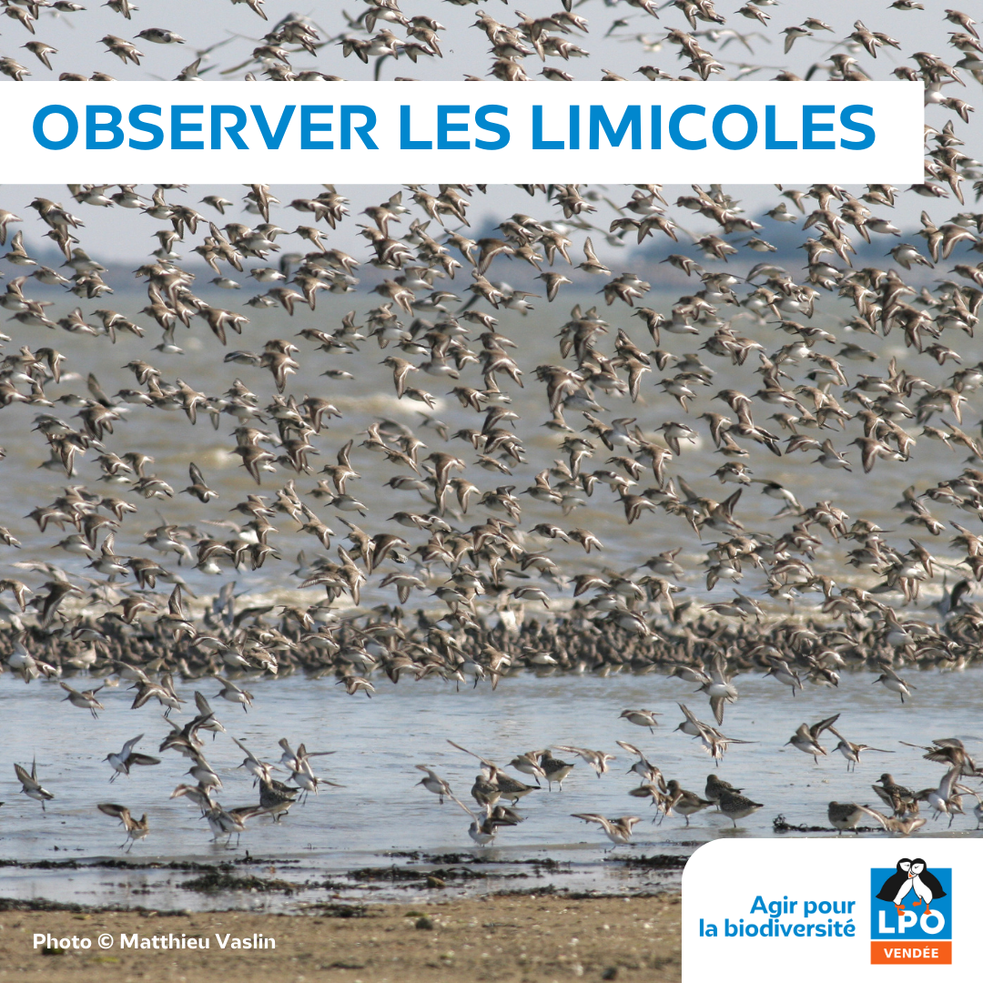 Observer les limicoles