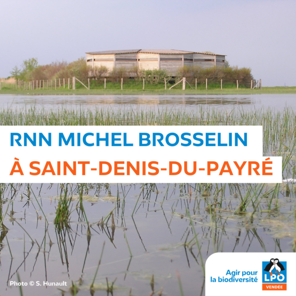 Réserve Naturelle Nationale Michel Brosselin à Saint-Denis-du-Payré