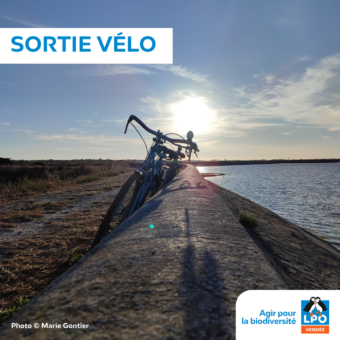 Sortie vélo