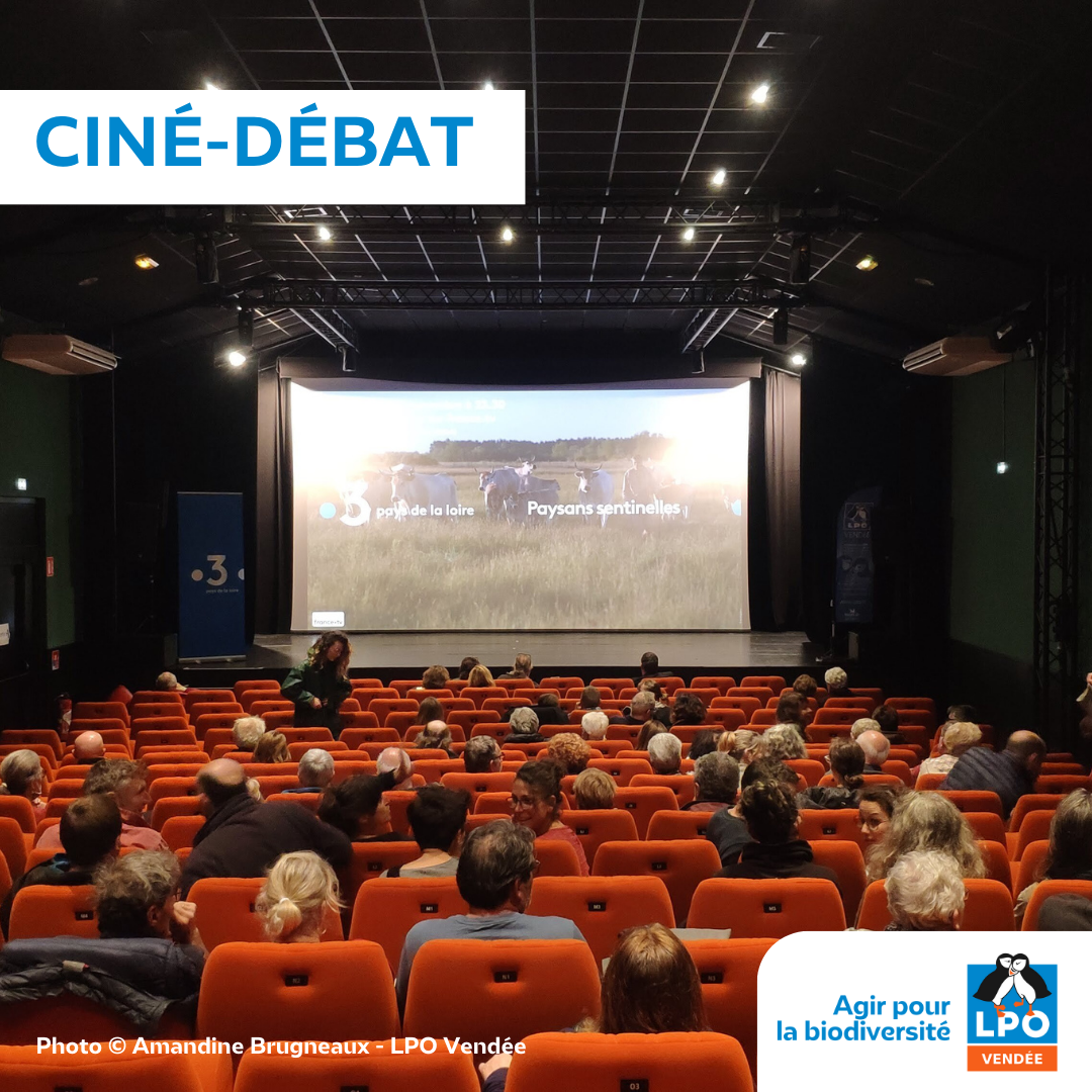 Ciné-débat
