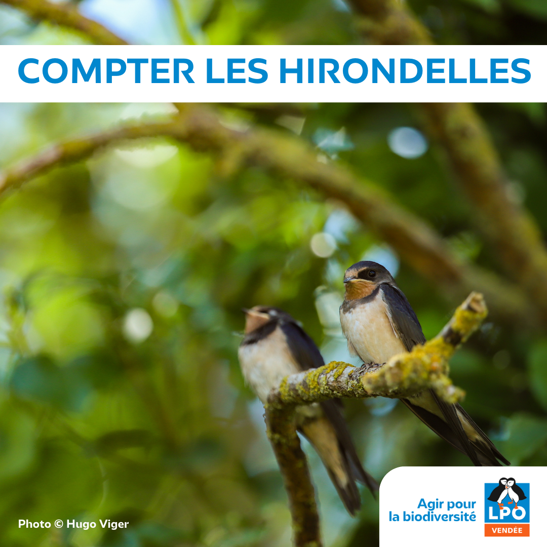Compter les hirondelles