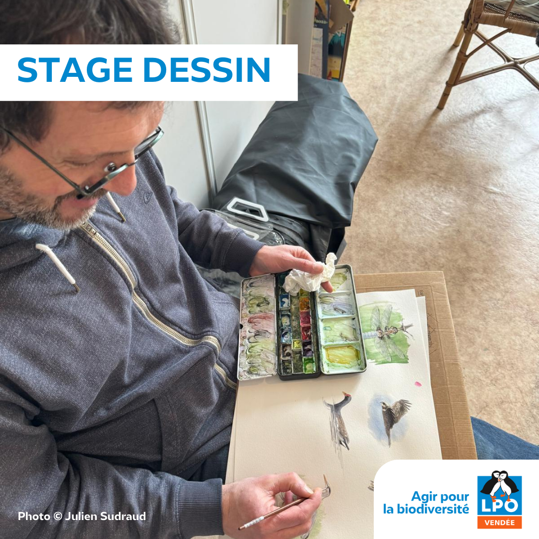 Stage dessin
