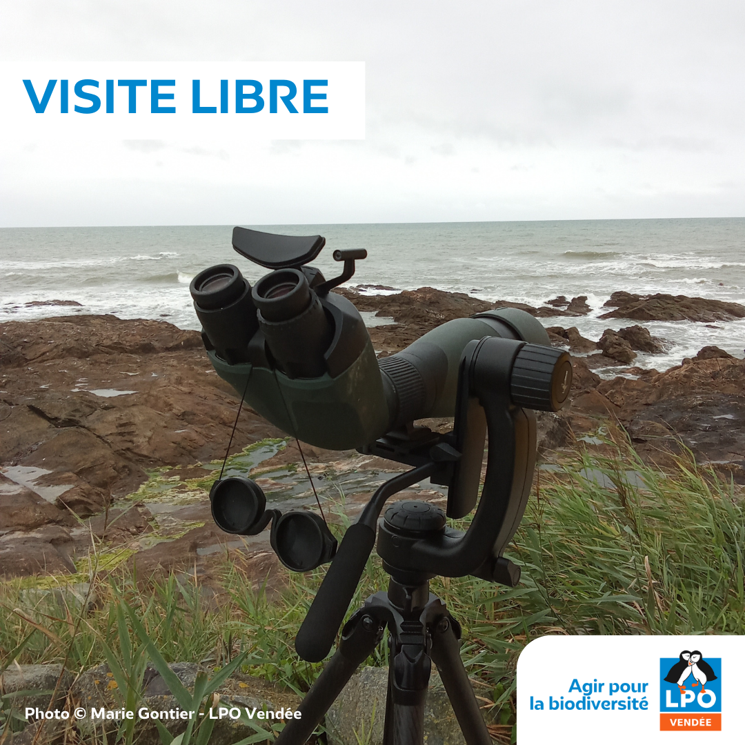 Visite libre